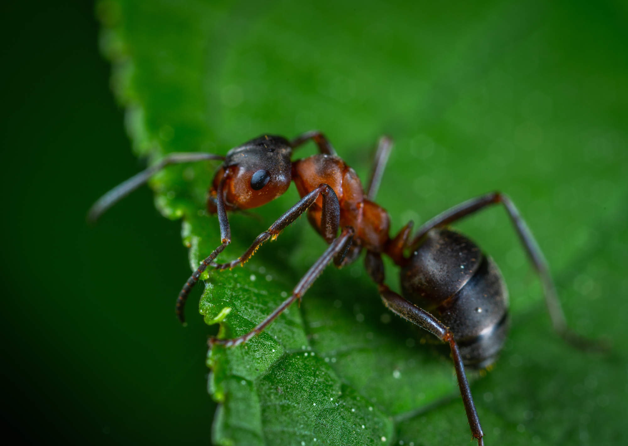Eine einzelne Ameise auf einem grünen Blatt